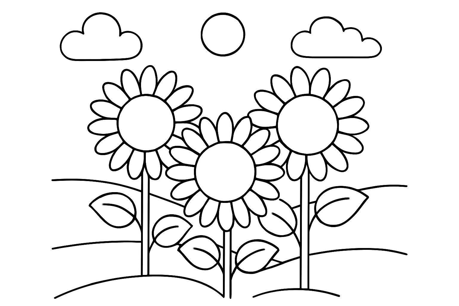 A sunflower field